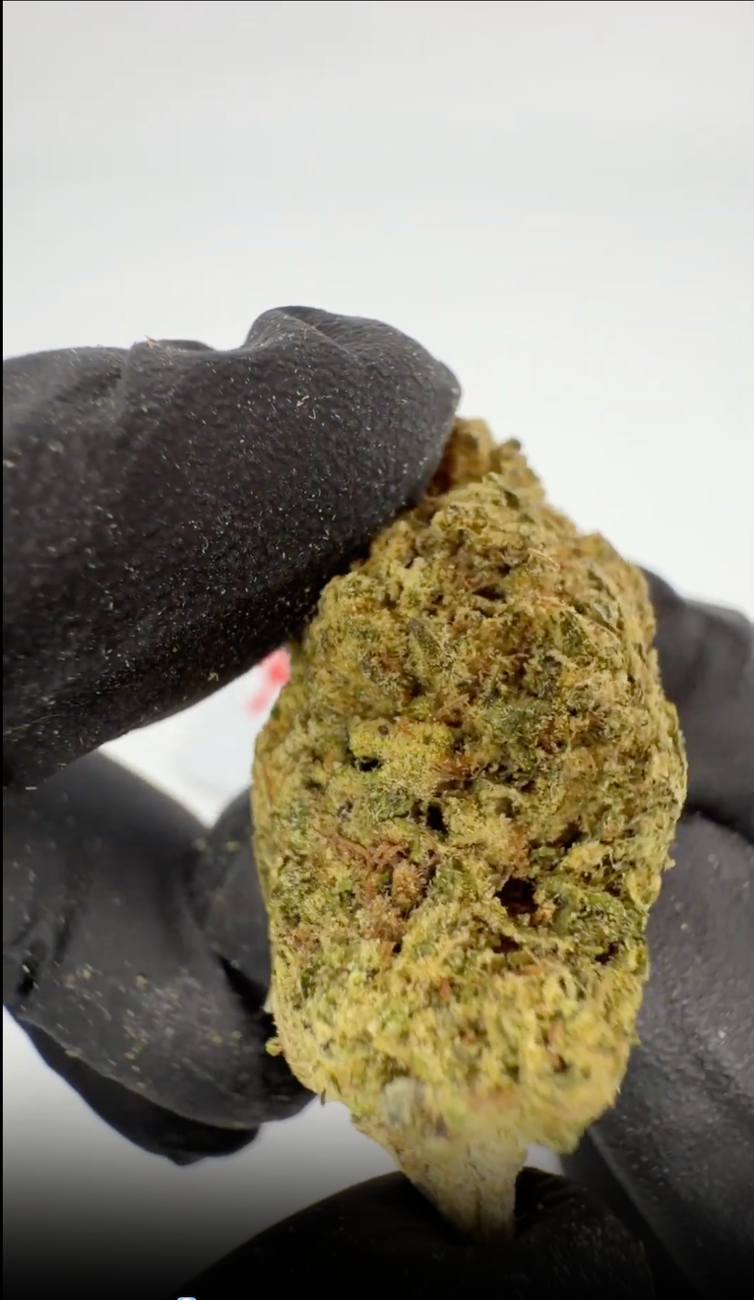 rollzeurope-cali-supreme-thca-flowe-1080p