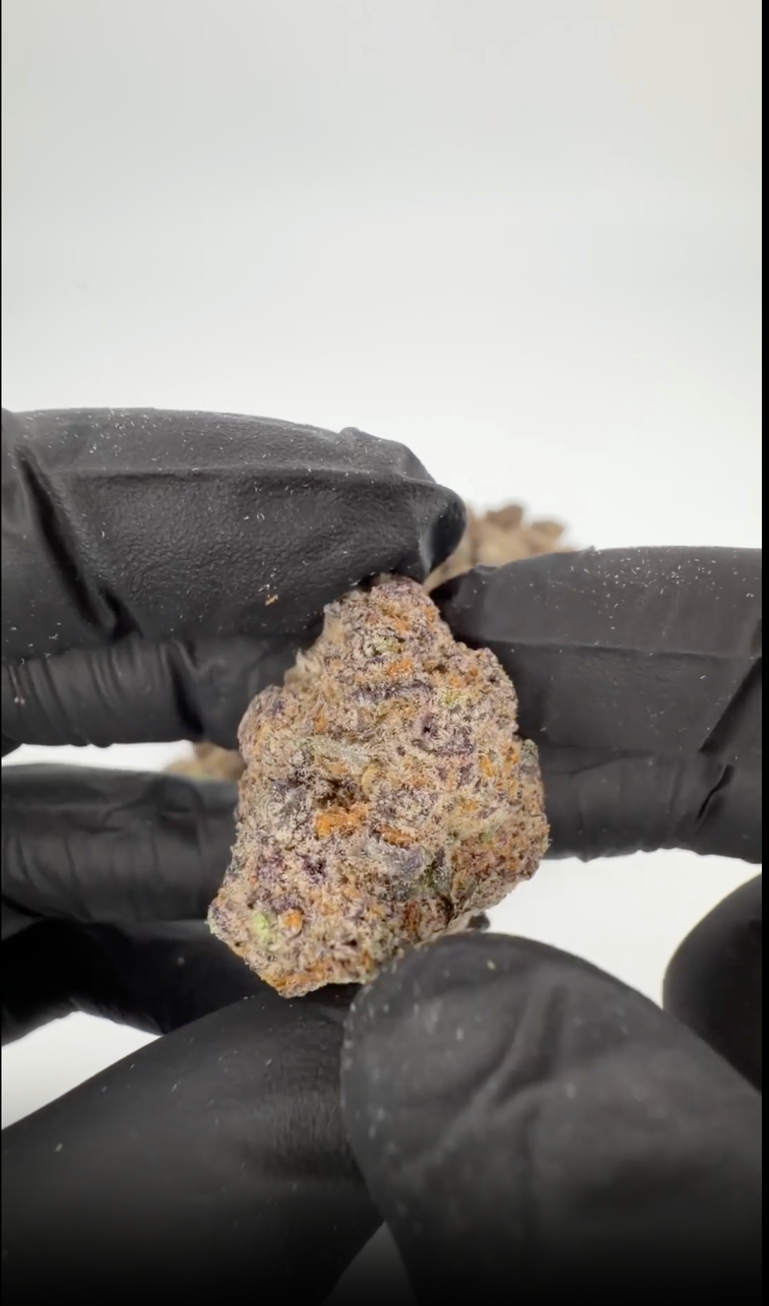 rollzeurope-granddaddy-purple-thca-flowe-1080p
