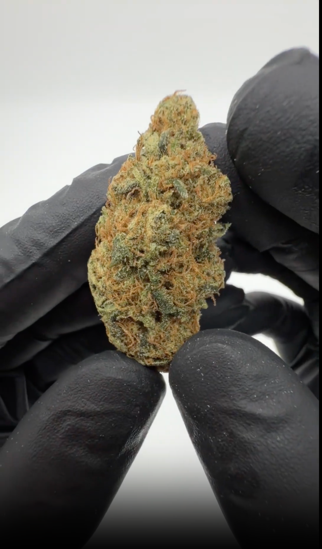 rollzeurope-platinu-jack-cbd-flowe-1080p