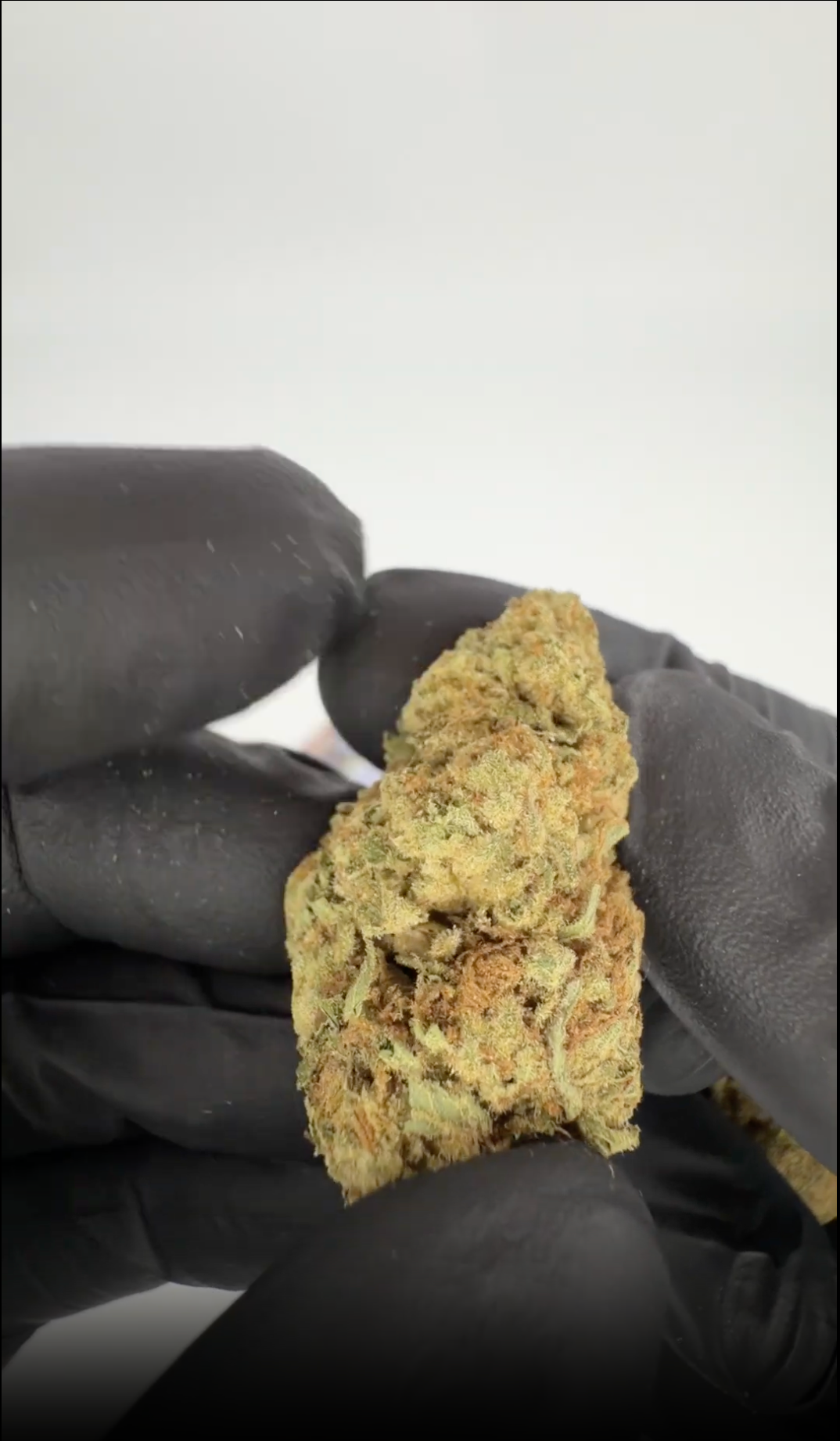 rollzeurope-white-russian-thca-flowe-1080p